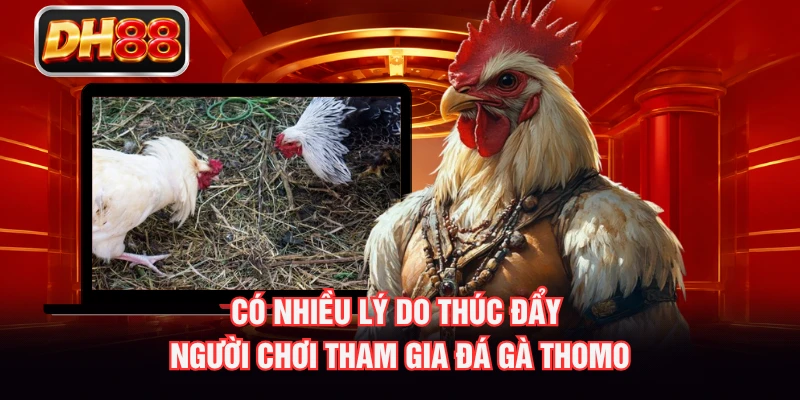 Có nhiều lý do thúc đẩy người chơi tham gia đá gà Thomo