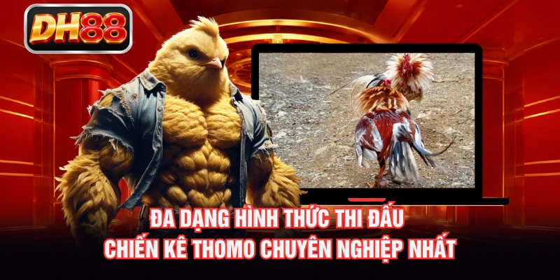 Đa dạng hình thức thi đấu chiến kê Thomo chuyên nghiệp nhất